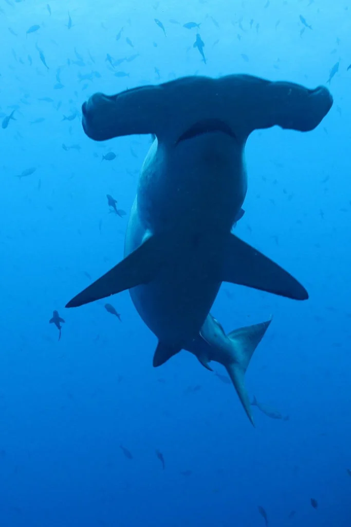 A hammerhead shark swims underwater near the Galapagos Islands.