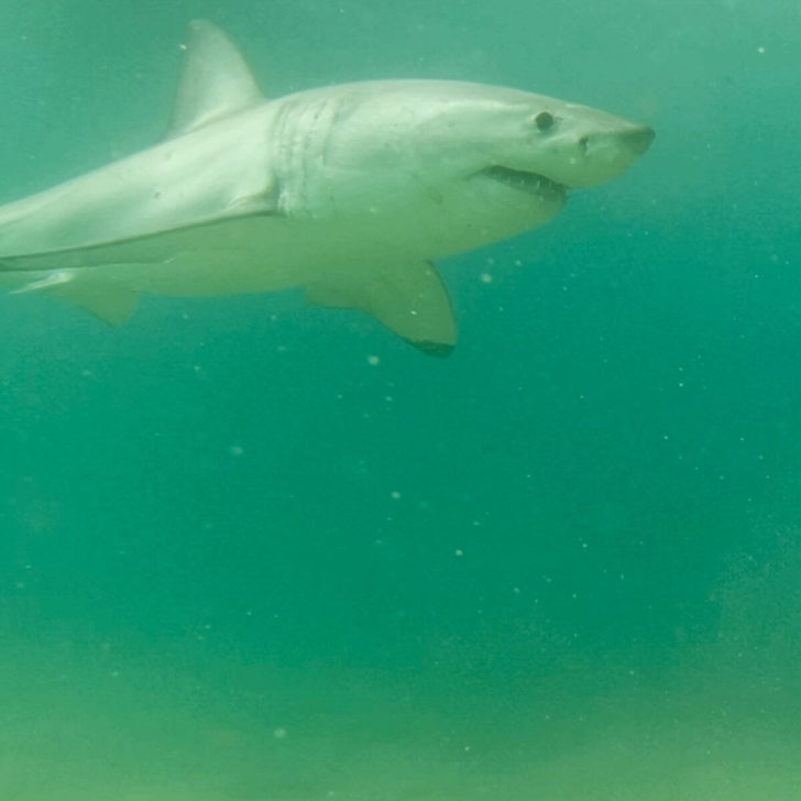 A great white shark swims underwater.