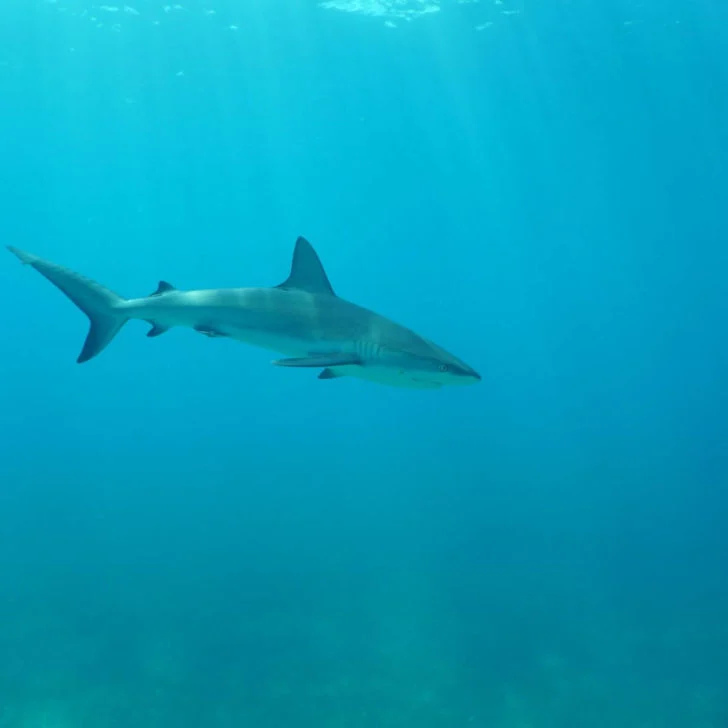 Photo of a tiger shark swimming underwater in the Bermuda Triangle.