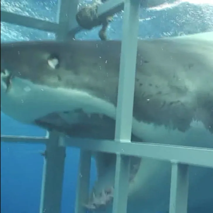A great white shark bites the bars of a cage underwater.