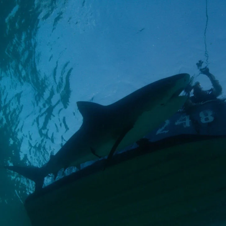 Underwater view of a tiger shark on a line beneath a boat.