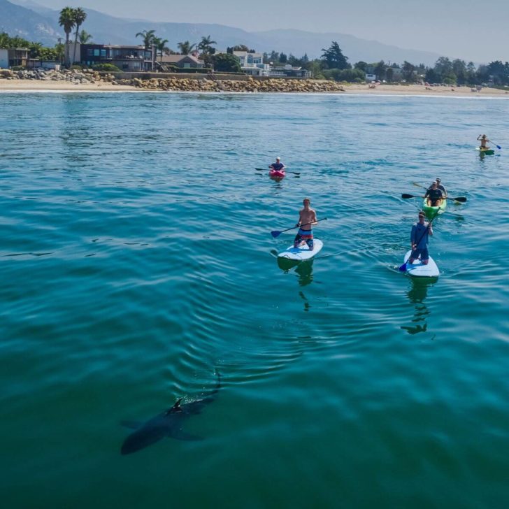 A group of kayakers and paddleboarders follow a young shark in the waters off the coast of Santa Barbara.