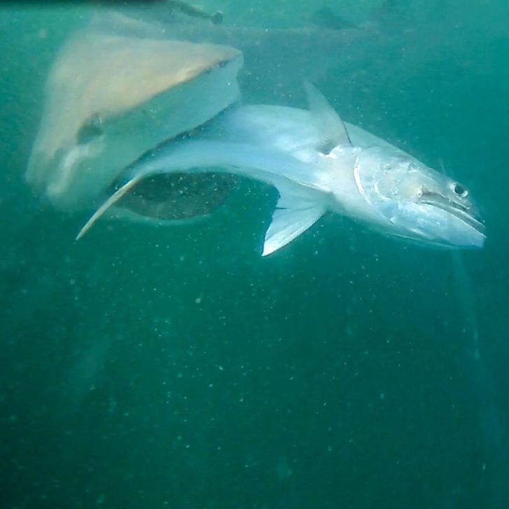 Spydro camera image of a bull shark stealing a fish on a line.