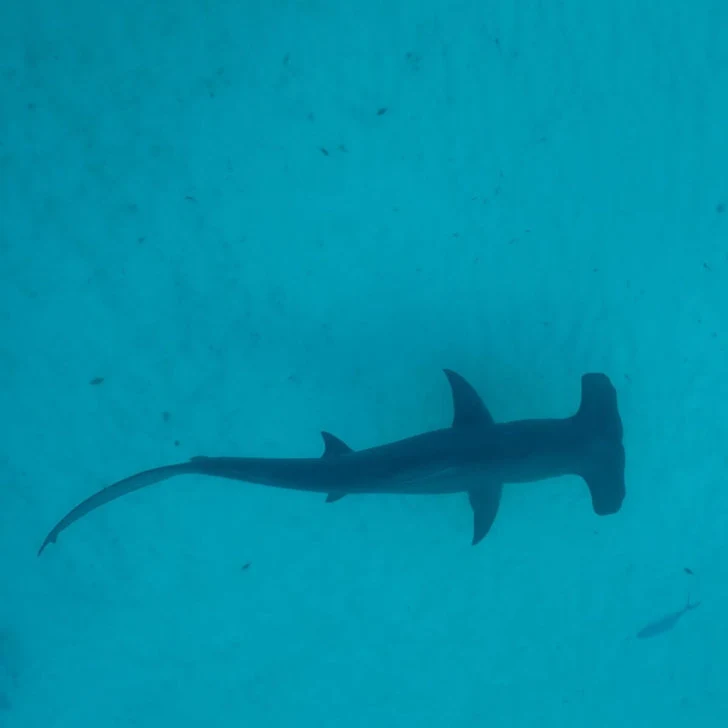 Aerial view of a hammerhead swimming close to the shore.