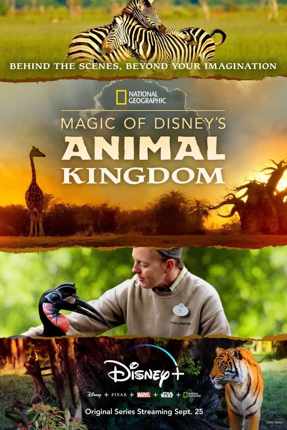 Promotional poster for the Disney+ and National Geographic show, Magic of DIsney's Animal Kingdom. Text at the top of the poster reads "Behind the scenes, beyond your imagination."