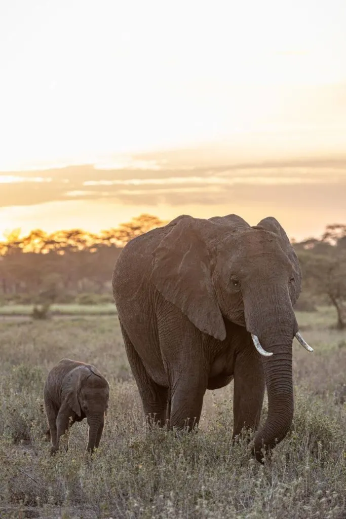 A family of elephants roam through Kimana Sanctuary.