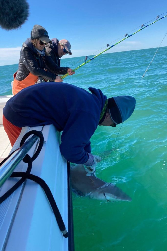 Chip Michalove pulls in a shark while Megan Winton holds the rod still and Greg Skomal looks on.