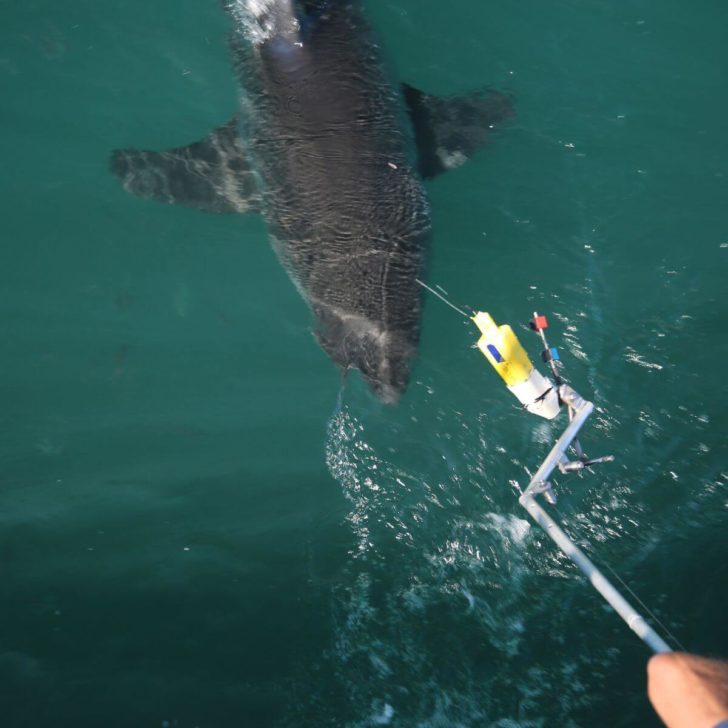 Shark scientist Enrico Gennari and skipper Justin McCarthy attempt to attach a fincam to one of Mossel Bay's white sharks.