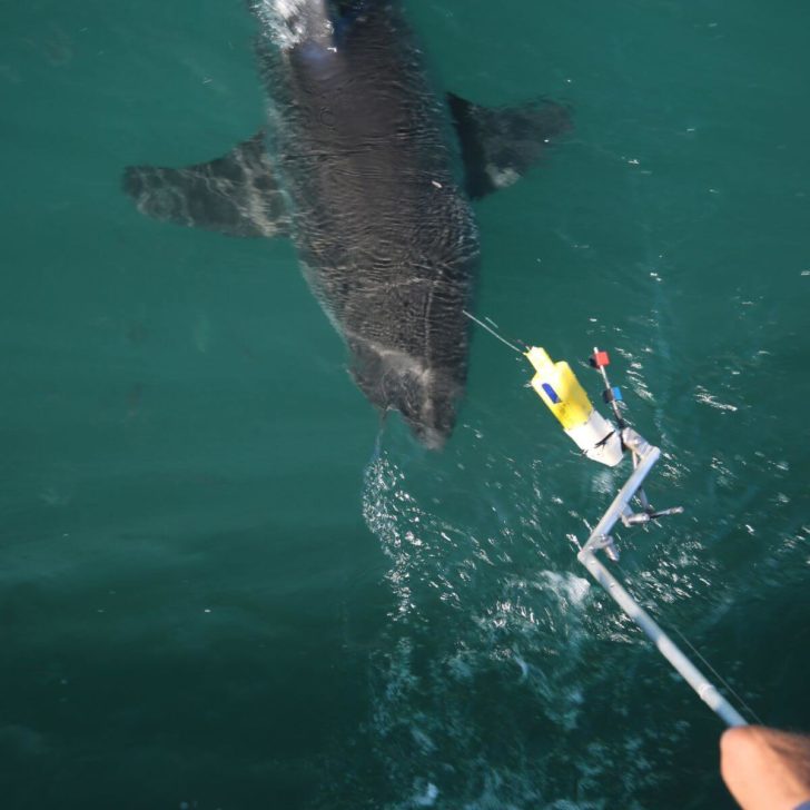 Shark scientist Enrico Gennari and skipper Justin McCarthy attempt to attach a fincam to one of Mossel Bay's white sharks.