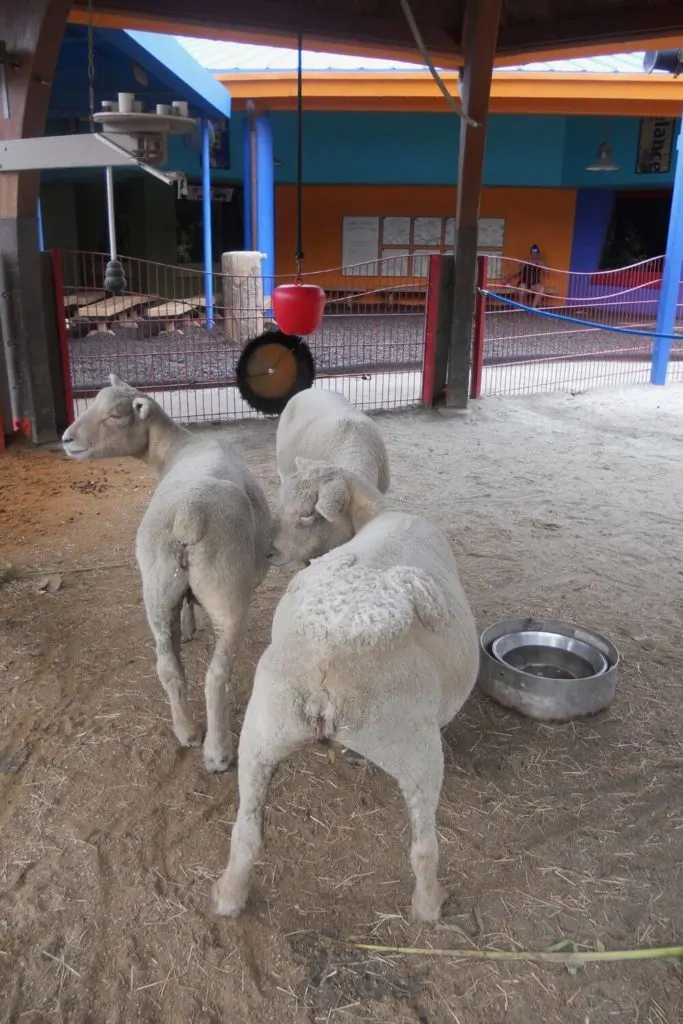 Photo of a trio of goats, one with a Mickey Mouse head shaved out of his fur on its back.