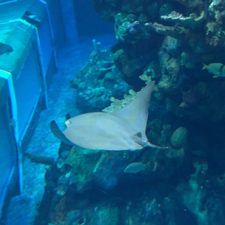 Photo of a manta ray swimming in the SeaBase aquarium at Epcot.