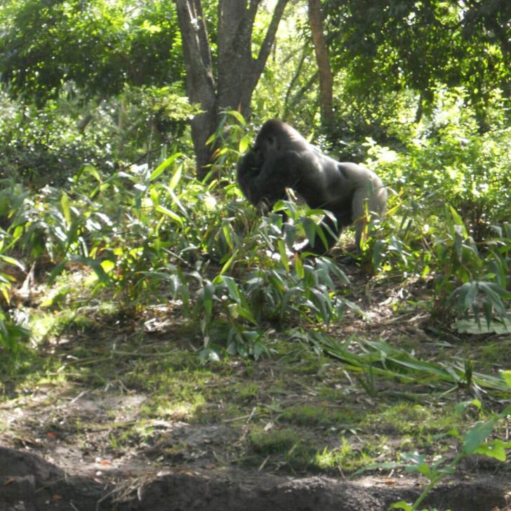 Photo of a gorilla at the Gorilla Falls Exploration Trail.