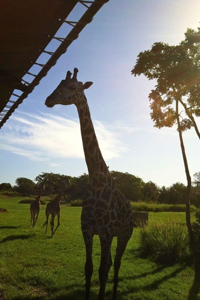 Photo of a giraffe approaching a safari vehicle with 2 more giraffes in the background at the Kilimanjaro Safari attraction.