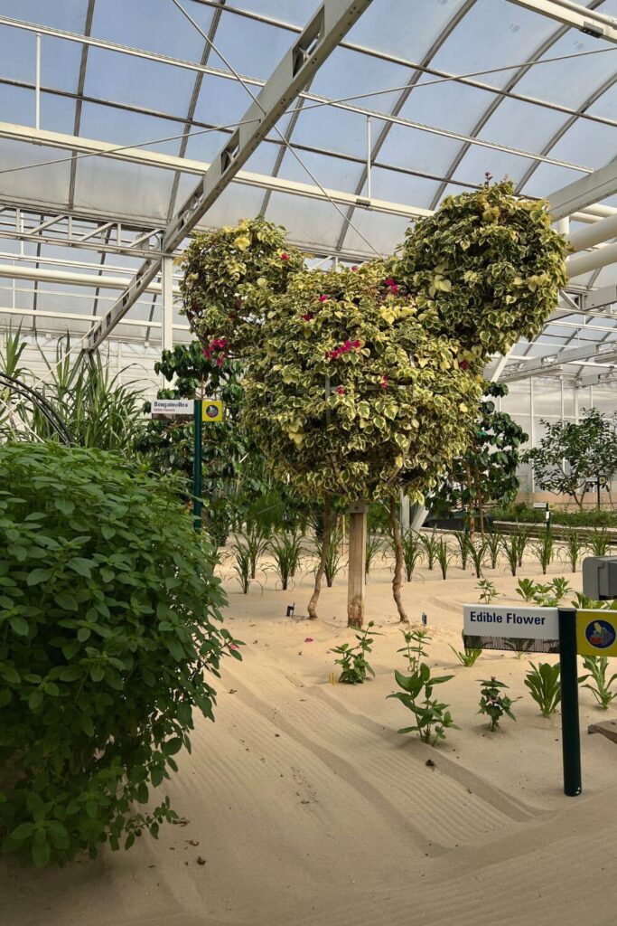 Photo of a Mickey Mouse shaped tree as seen on the Living with the Land ride at Epcot.