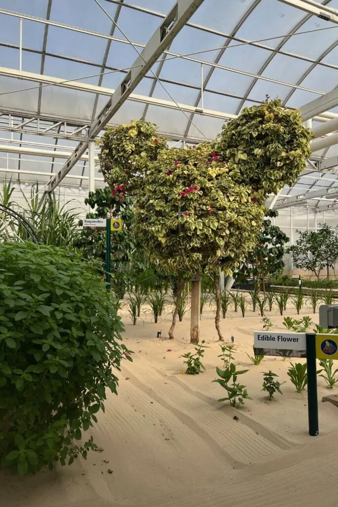 Photo of a Mickey Mouse shaped tree as seen on the Living with the Land ride at Epcot.