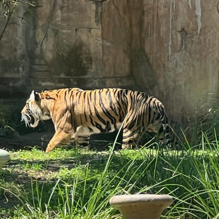 Photo of a tiger at the Maharajah Jungle Trek.