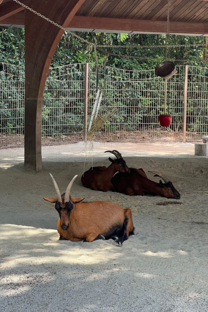 Photo of 3 Nigerian Dwarf Goats napping in a shady area at the Affection Section at Rafiki's Planet Watch.