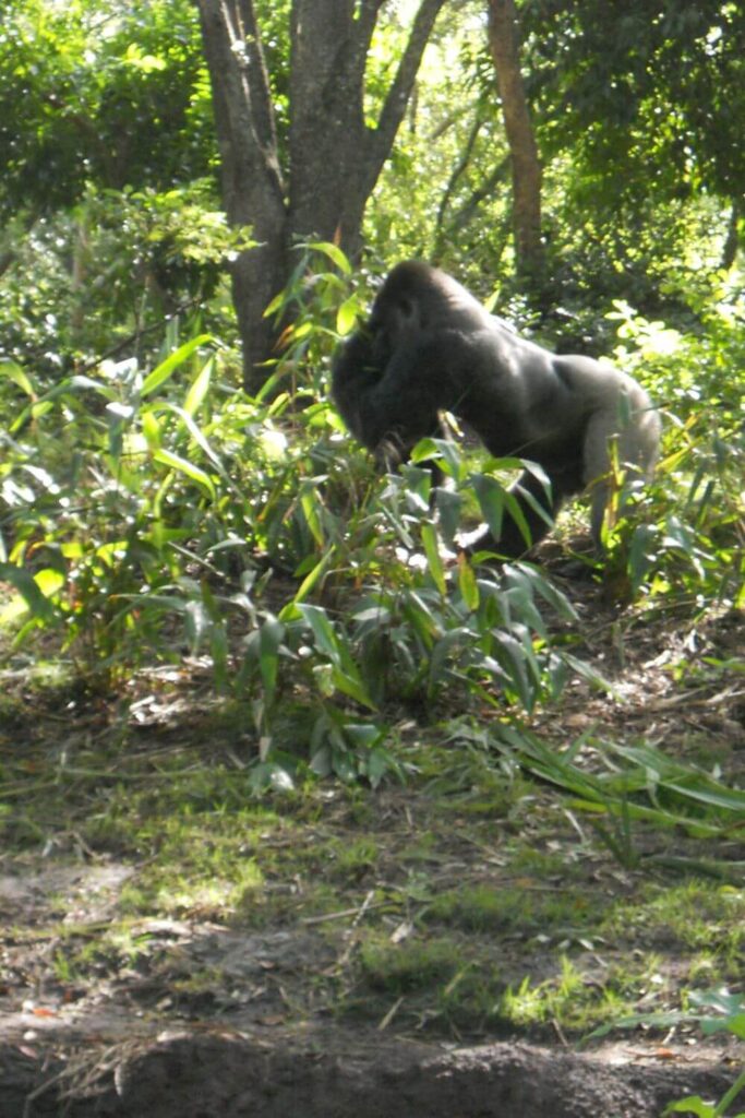 Photo of a gorilla at Disney's Animal Kingdom.