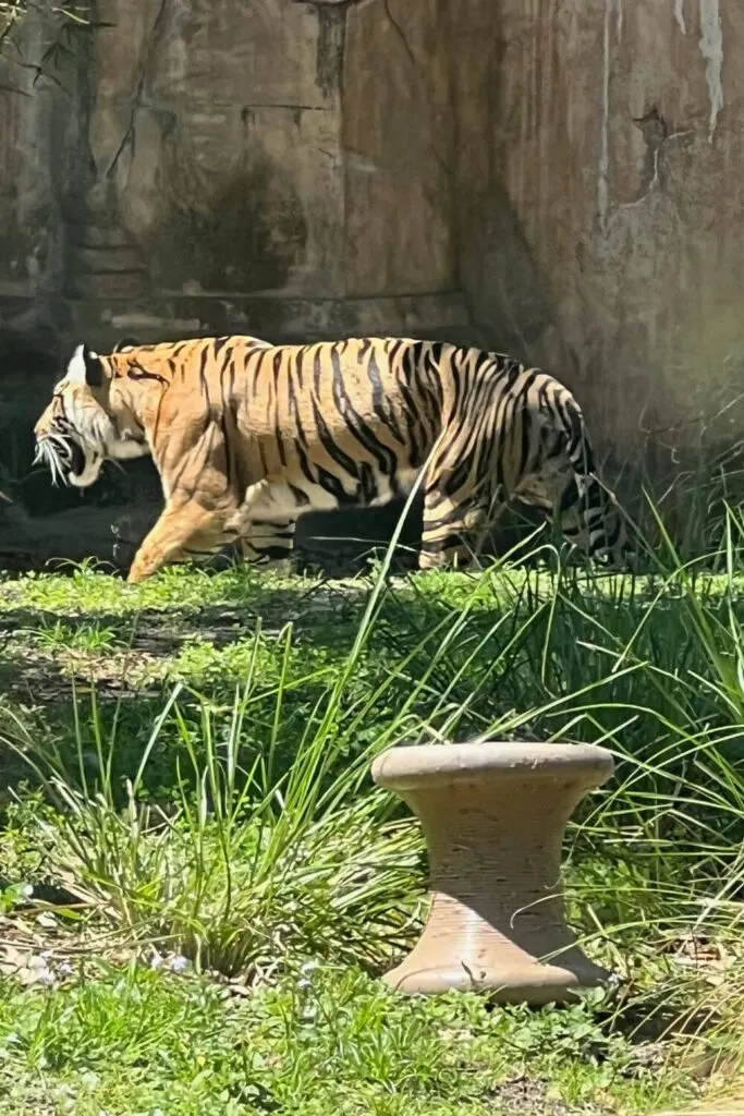 Photo of a tiger at the Maharajah Jungle Trek tiger enclosure at Animal Kingdom.
