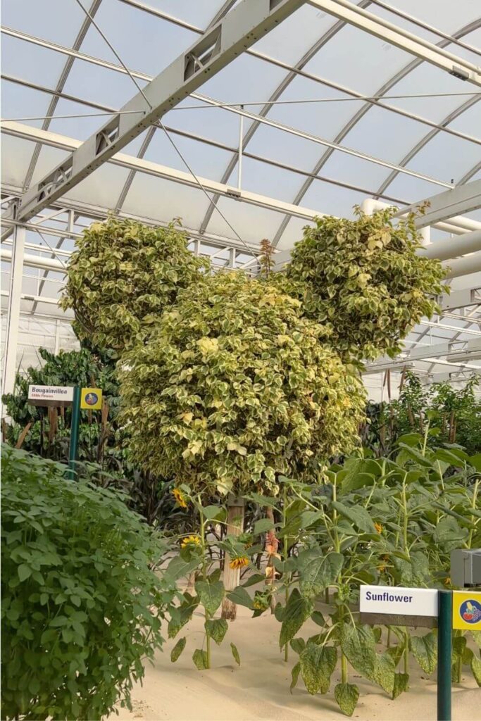 Photo of a Mickey Mouse head shaped tree as seen in the greenhouse section of the Living with the Land ride at Epcot.