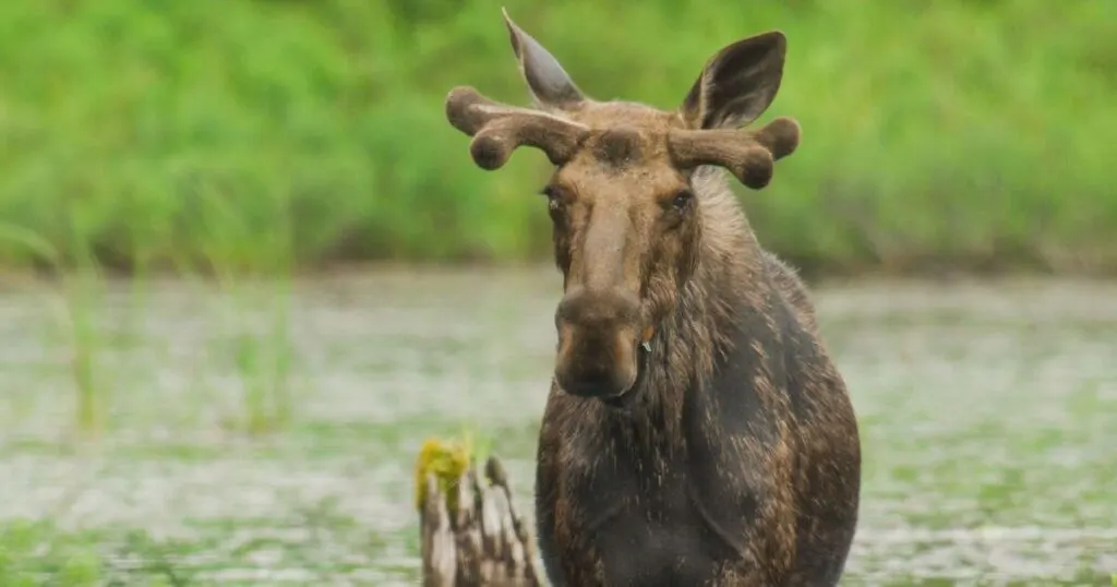Photo still from the Voyageurs National Park episode of the National Geographic docuseries, America the Beautiful.
