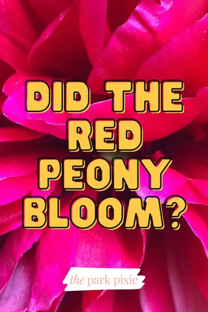 Graphic with a close-up photo of a red peony with yellow text in the middle that reads: Did the red peony bloom?