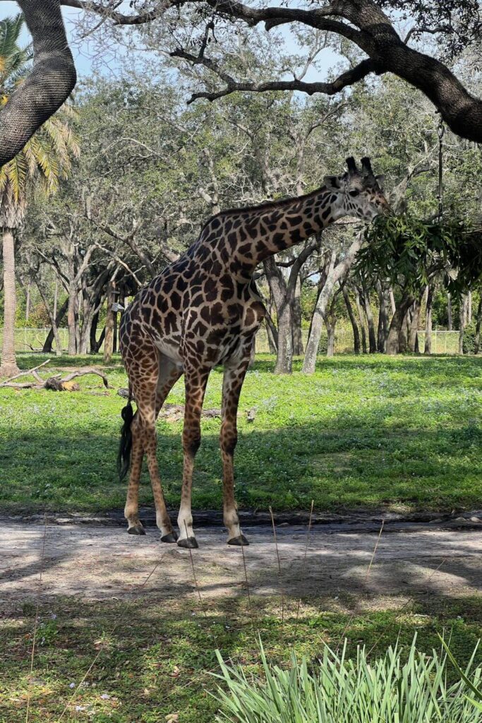 Photo of a giraffe out on the savanna at Animal Kingdom Lodge's Jambo House.