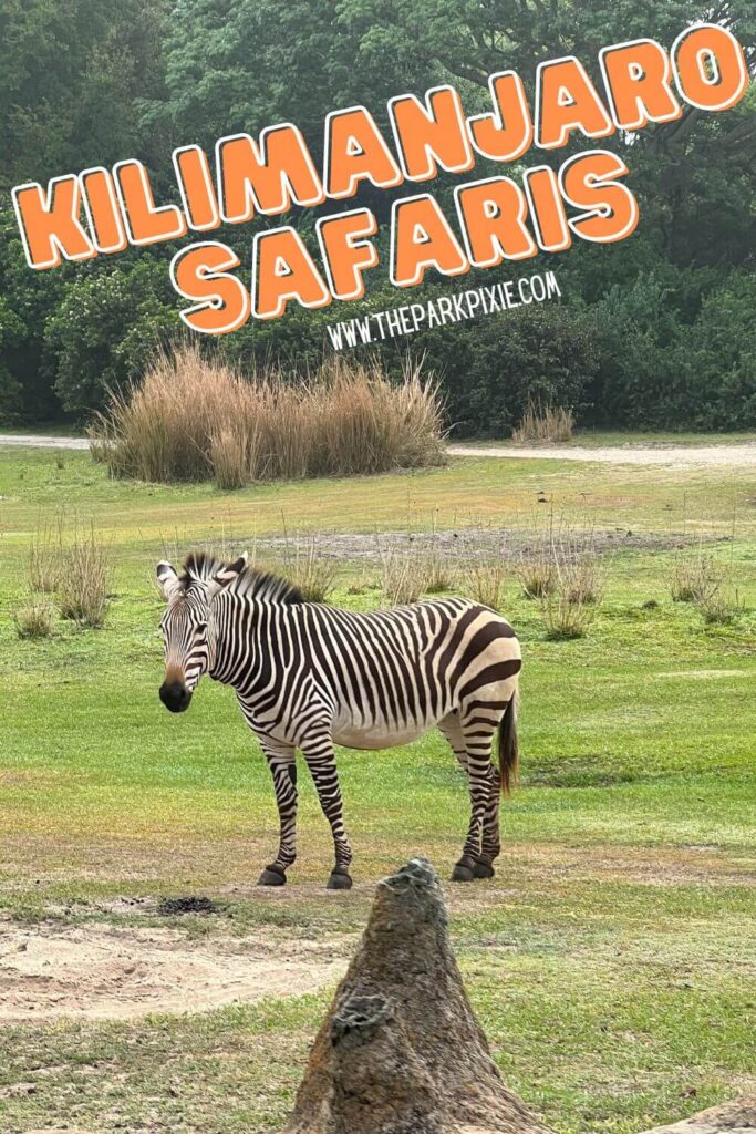 Photo of a zebra hanging out on the savanna at Animal Kingdom's Kilimanjaro Safaris.