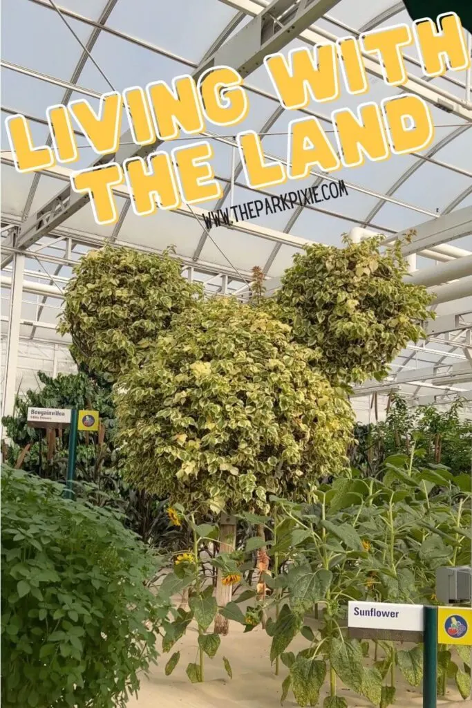 Photo of a tree shaped like a Mickey Mouse Head in a greenhouse. Text overlay reads: Living with the Land.