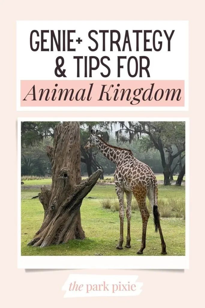 Custom graphic with a photo of a giraffe on the Kilimanjaro Safaris ride at Disney's Animal Kingdom. Text above the photo reads: Genie+ Strategy & Tips for Animal Kingdom.
