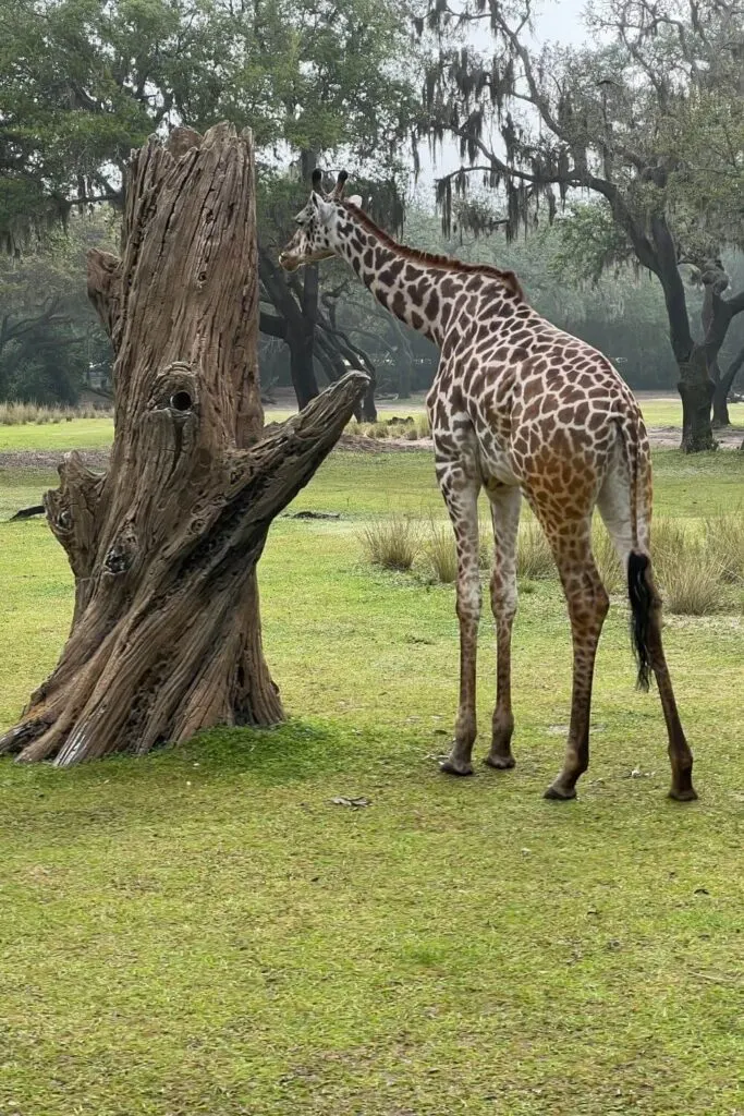 Photo of a giraffe grazing on the savanna at Disney's Animal Kingdom.