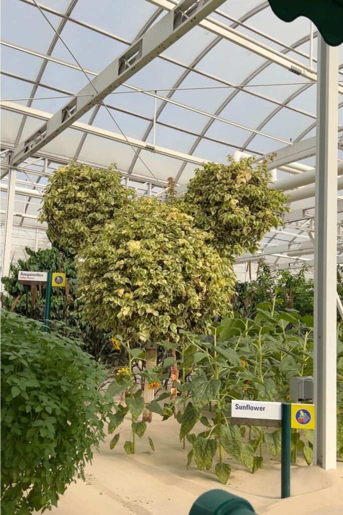 Photo of a Mickey head shaped tree in Living with the Land greenhouse section.