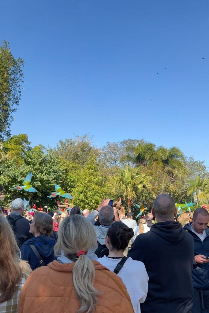 Photo of birds flying above heads during the Winged Encounters show at Animal Kingdom.