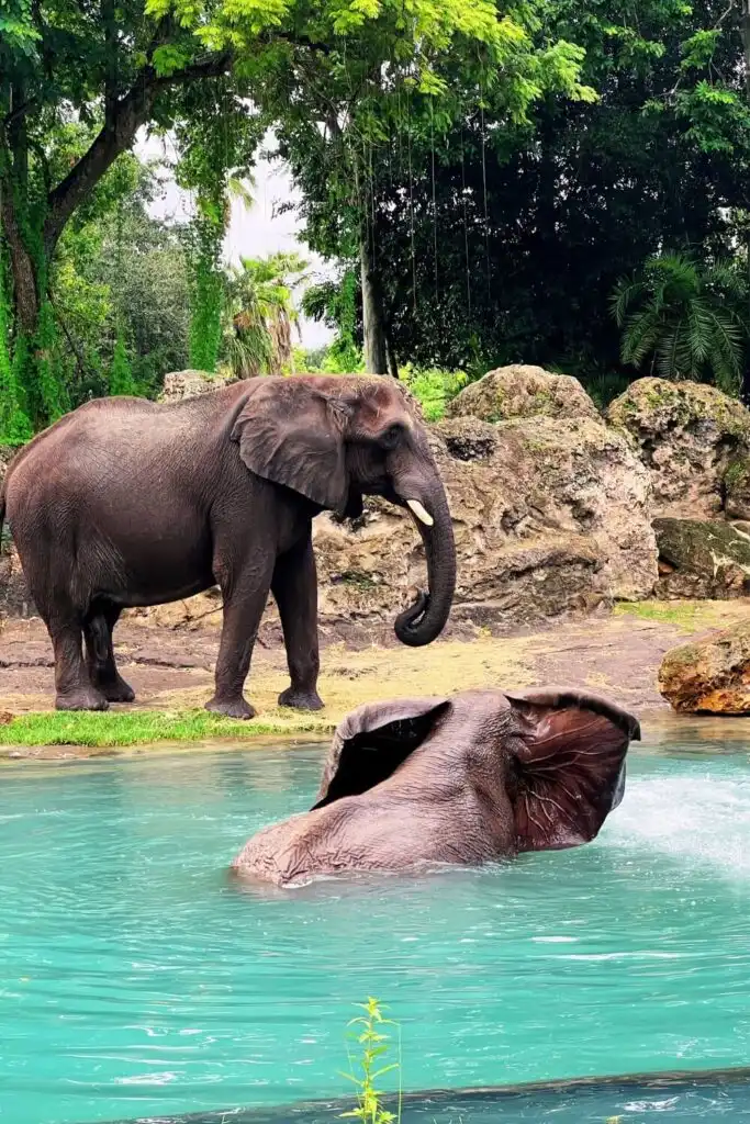 Photo of 2 elephants frolicking in a pool at Disney's Animal Kingdom Kilimanjaro Safari ride.