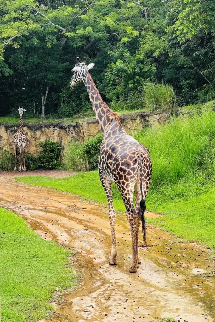 Photo of 2 giraffes, 1 adult and 1 baby, on Kilimanjaro Safari at Disney's Animal Kingdom.