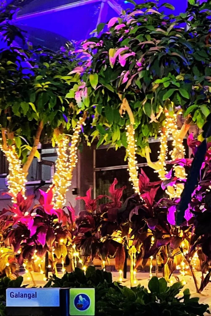 Photo of trees with string lights inside the Living with the Land greenhouse at Epcot.