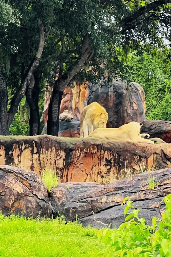 Photo of 2 lions lounging on a rock at Animal Kingdom's Kilimanjaro Safari ride.